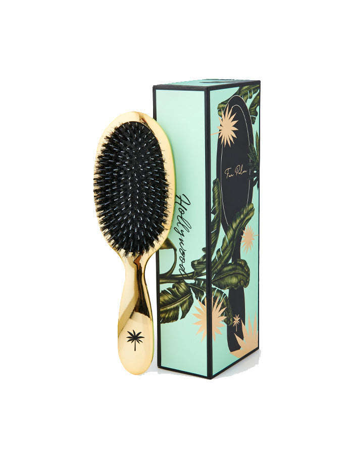 Fan Palm - Medium Brush Hollywood